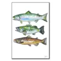 Three Fish #1