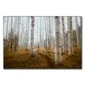 Aspen Grove #1