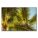 Hawaii Palm #1