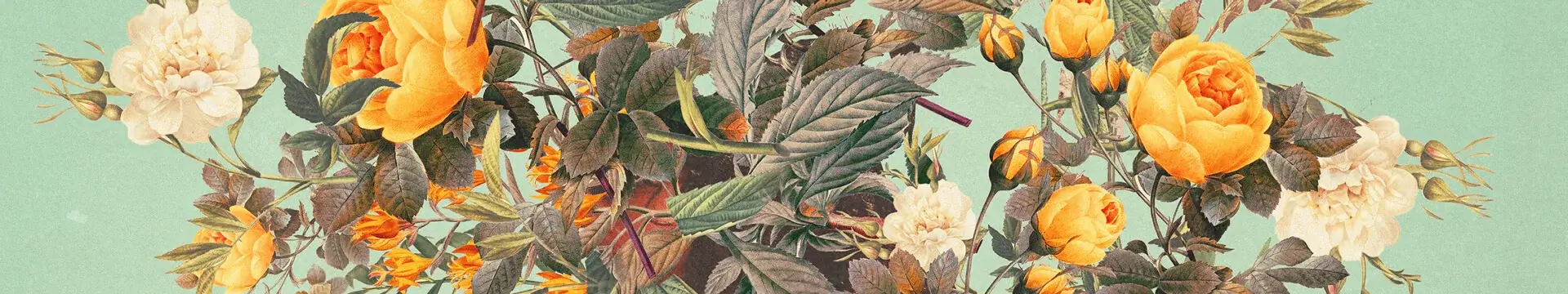 Close up of vintage floral artwork featuring a yellow and white bouquet of roses with lots of deep green leaves on a light sage green background.