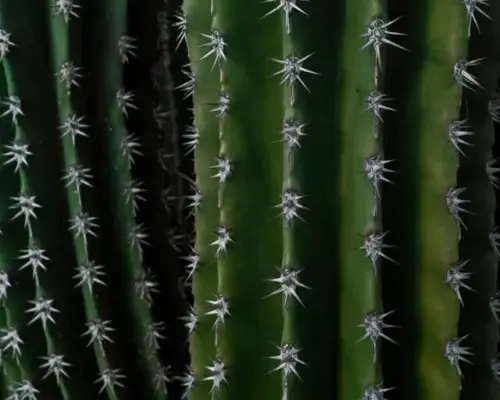 Cactus