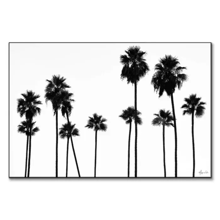 Palm Trees LA