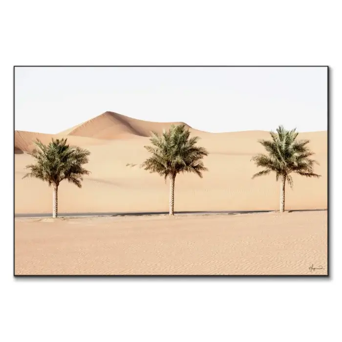 Desert Palm Trees