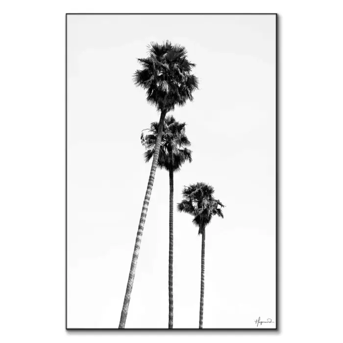 SoCal Palm Trees