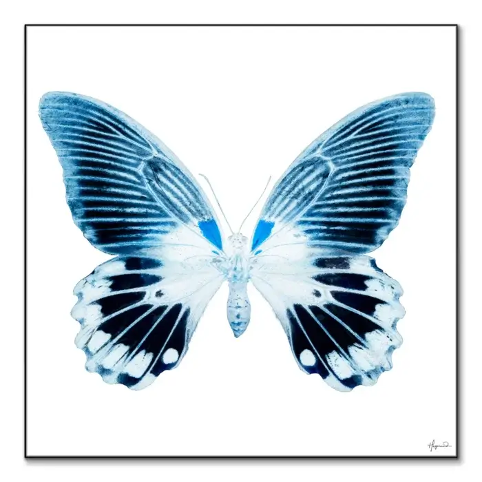 Miss Butterfly Agenor