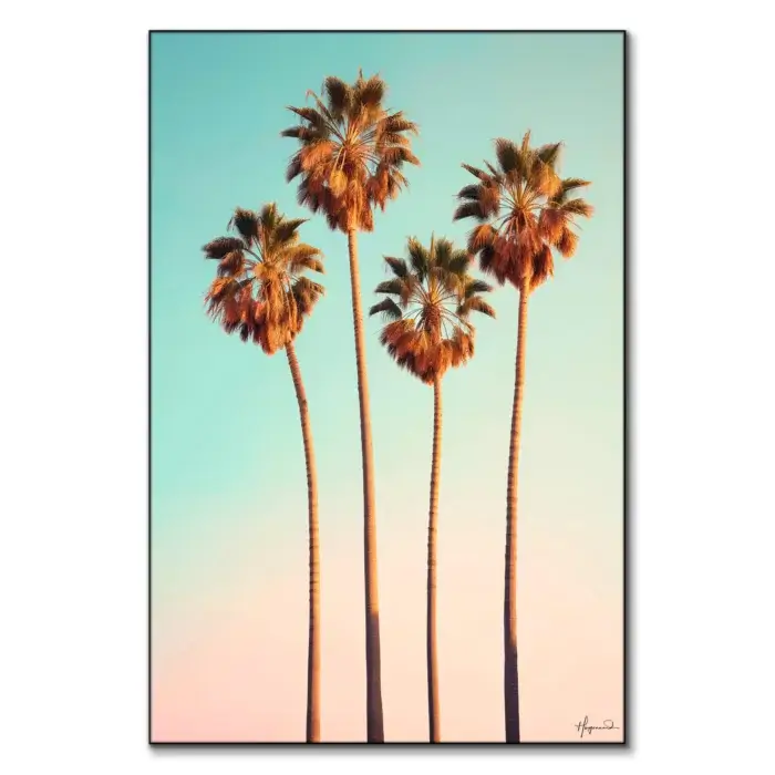 Dreamy Hollywood Palm Trees