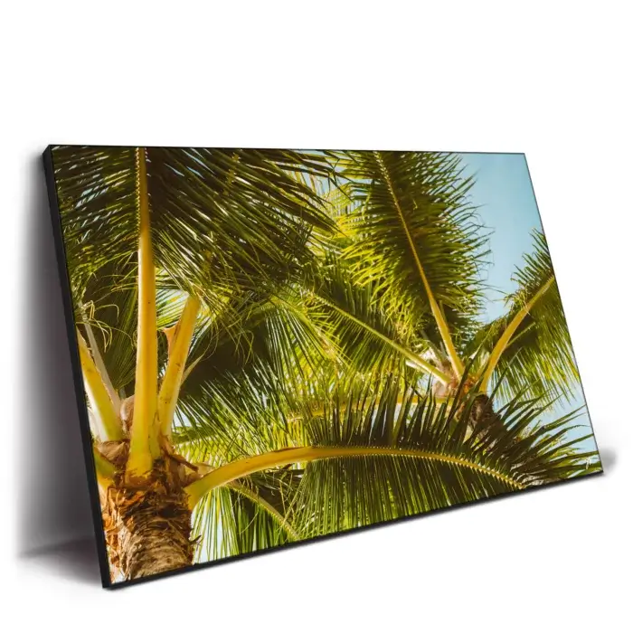 Hawaii Palm