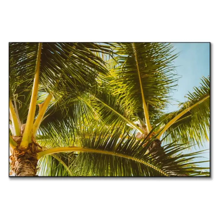 Hawaii Palm