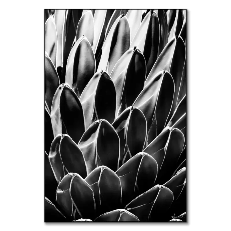 Queen Victoria Agave Black and White Wall Art by Philippe HUGONNARD