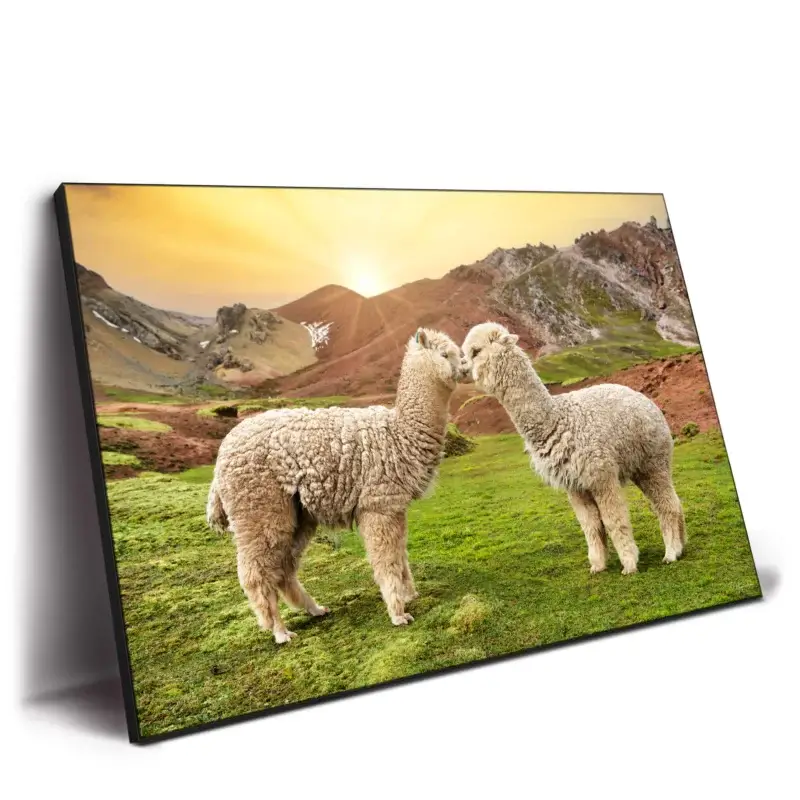 Alpaca Love Wall Decor by Philippe HUGONNARD