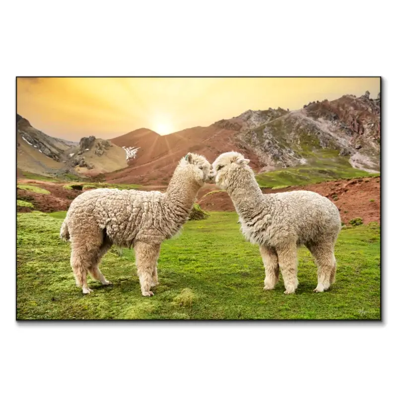 Alpaca Love Wall Art by Philippe HUGONNARD