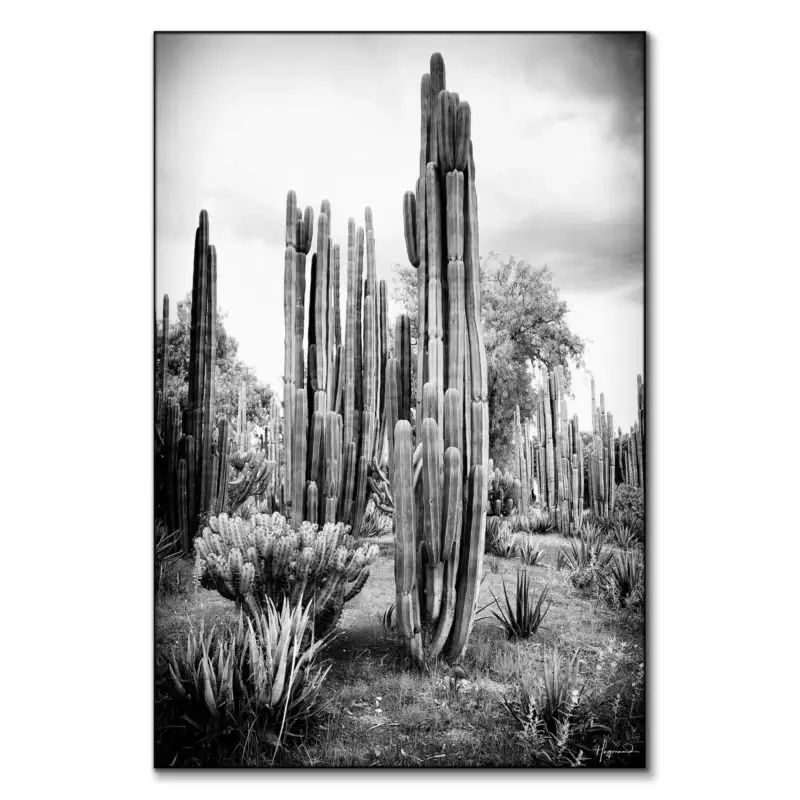 Mexican Cactus Black and White Wall Art by Philippe HUGONNARD