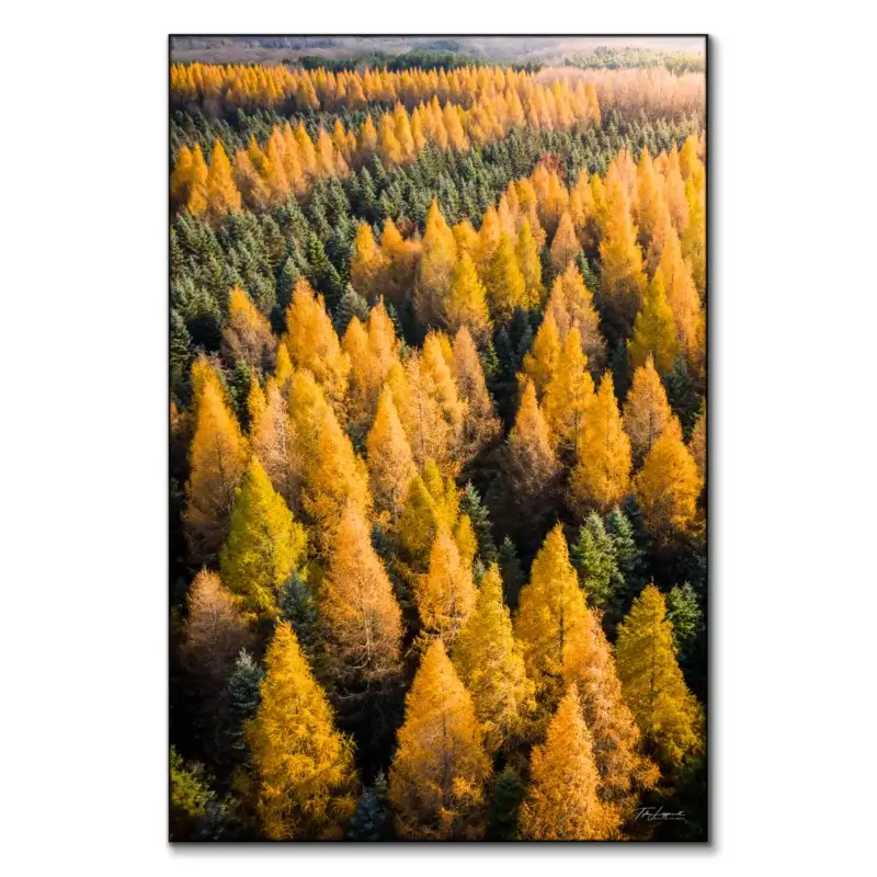 Tamaracks Vibrant Wall Art by Michigan Sky Media