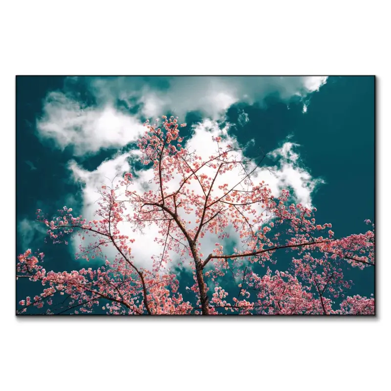 Cherry blossoms in full bloom against a sky with drifting clouds.