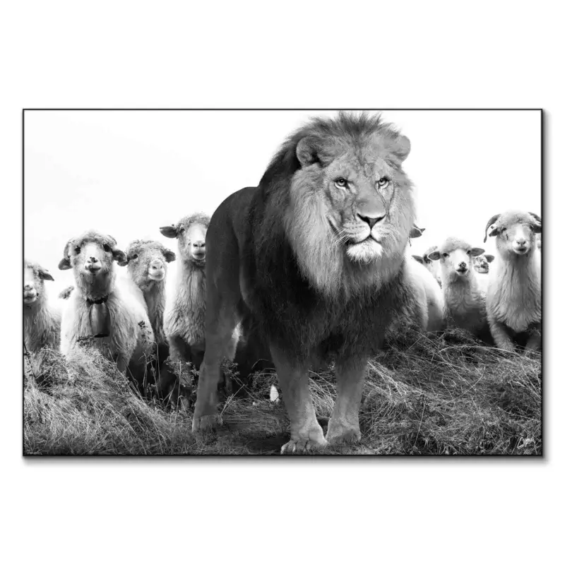 Lion and Sheep Black and White Wall Art by Zenja Gammer