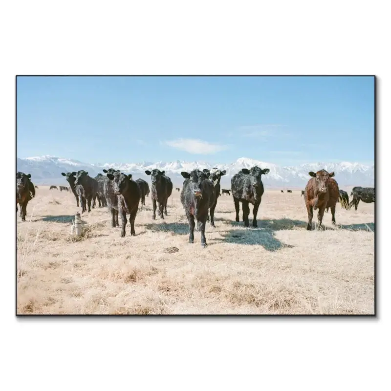 Cattle Wall Art